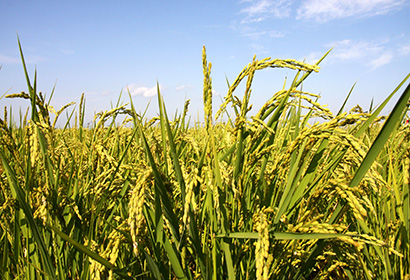 如何選擇水稻種？跨區域引種要注意引種風險